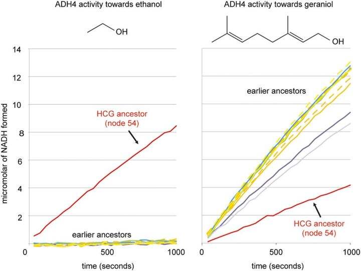 为什么自然界没有大量酒精供摄入 人类却进化出了可以分解酒精的酶?的图5
